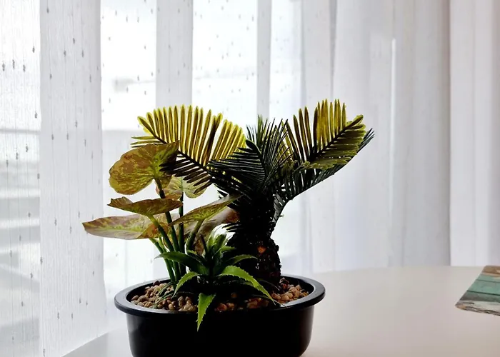 Lejlighed Black & White - Endless Summer Mamaia Nord *